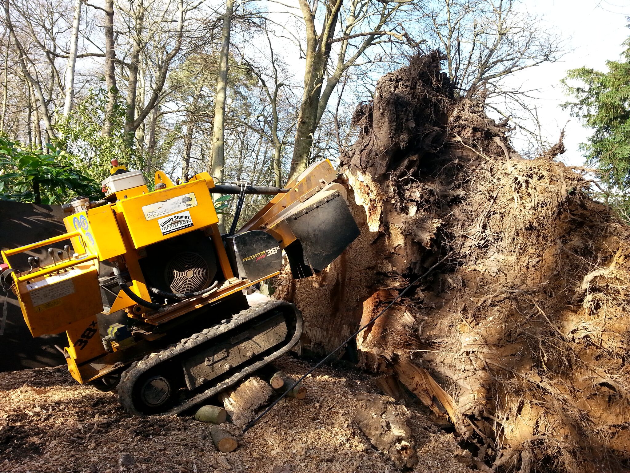 You are currently viewing Stump grinding a huge Beech stump in Windsor Berkshire