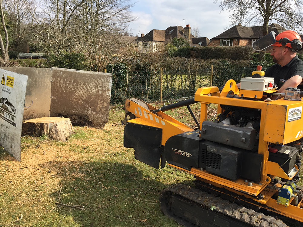 Read more about the article Tree Stump Grinding in Beaconsfield