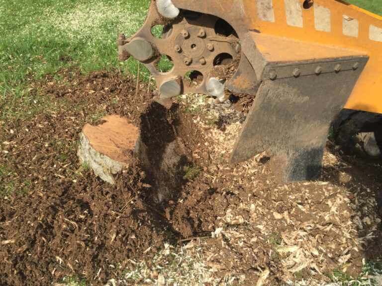 Read more about the article Stump Grinding & Tree Stump removal Penn & Tylers Green