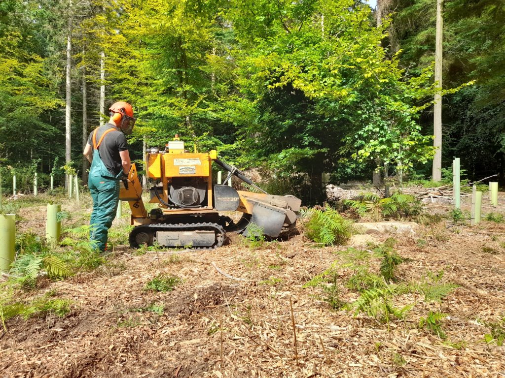 The image is showing us stump grinding near Amersham. Using our up-to-date predator stump grinding machine, tree stumps are ground into woodchip to well below ground level.