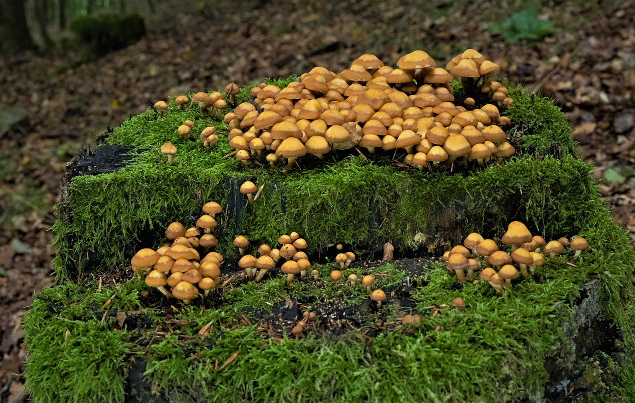 You are currently viewing What is Honey Fungus and Why Removing Tree Stumps Helps