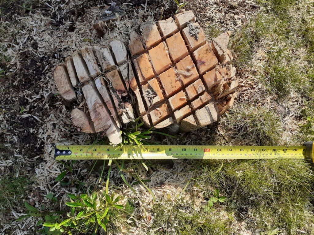 Photo showing the tree stump and tape measure, measuring across the stump from side to side.