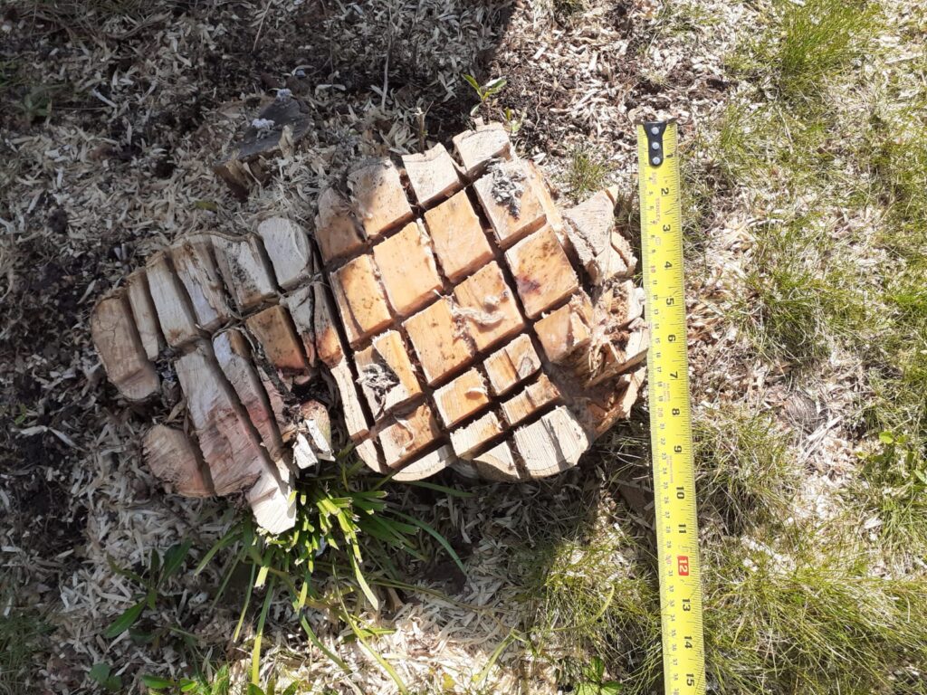 Photo showing the tree stump and tape measure, measuring across the stump from top to bottom.